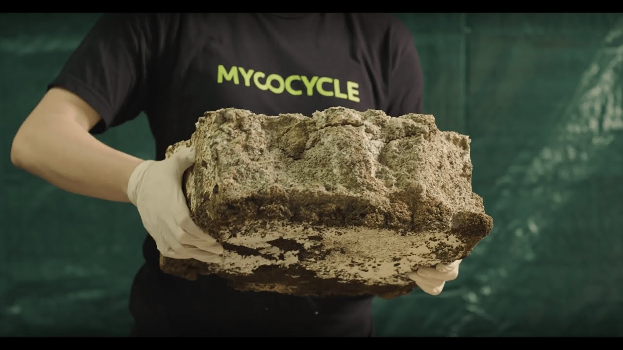 Why We Invested in Mycocycle: Nature-Inspired Circular Solutions for ...